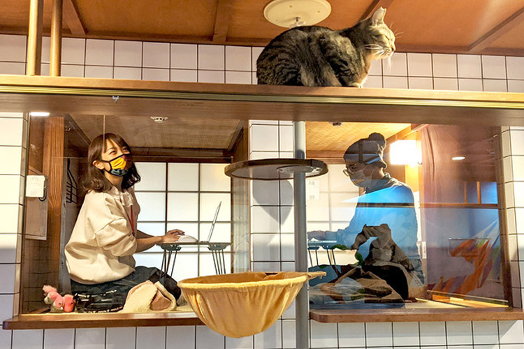 猫旅籠 保護猫をまったり愛でながらテレワークできる 猫と泊まれるホテルが新サービス開始 日本最大級のホテル旅館情報サイト Hotelier ホテル旅館サービス 商品比較