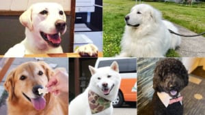 楽天トラベル、2022年全国の宿 自慢の「看板犬ランキング」を発表